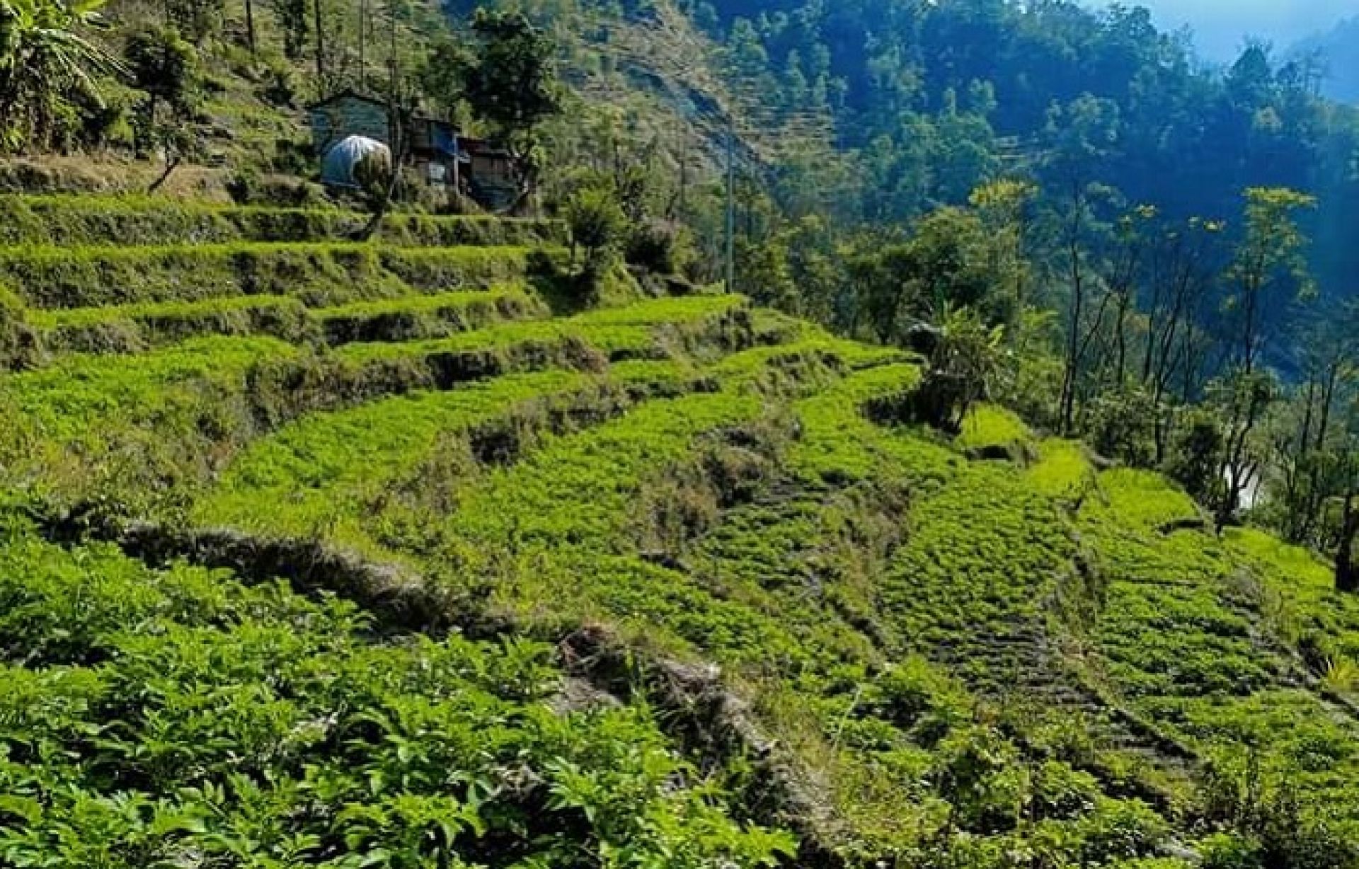 म्याग्दीमा नौ सय रोपनी जग्गामा बर्खे आलुखेती
